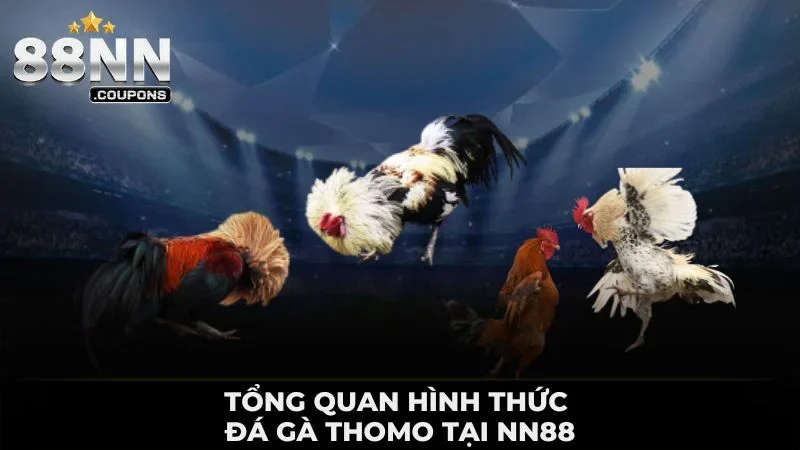 Tổng quan hình thức đá gà Thomo tại NN88